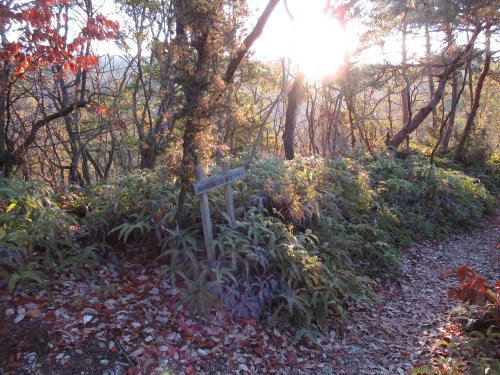 登山道